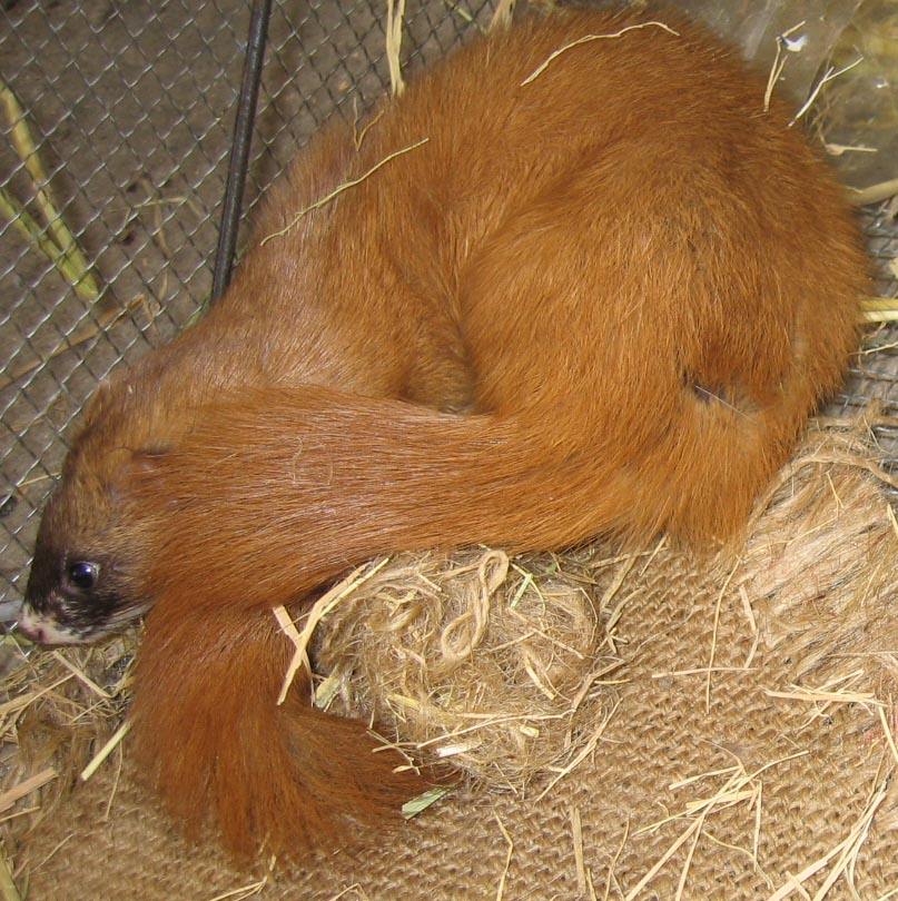 换换口味，去农村打野，跑不掉的野味你可以尝尝