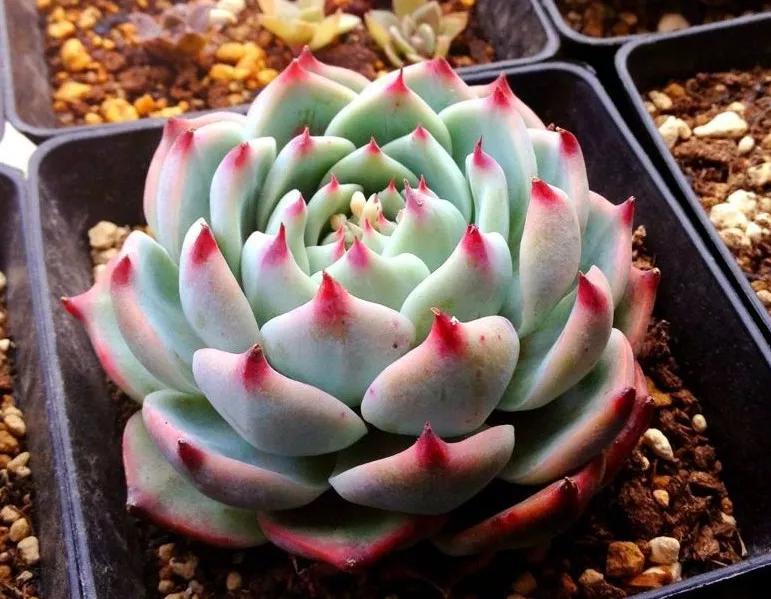 最全多肉图鉴大全,图鉴植物