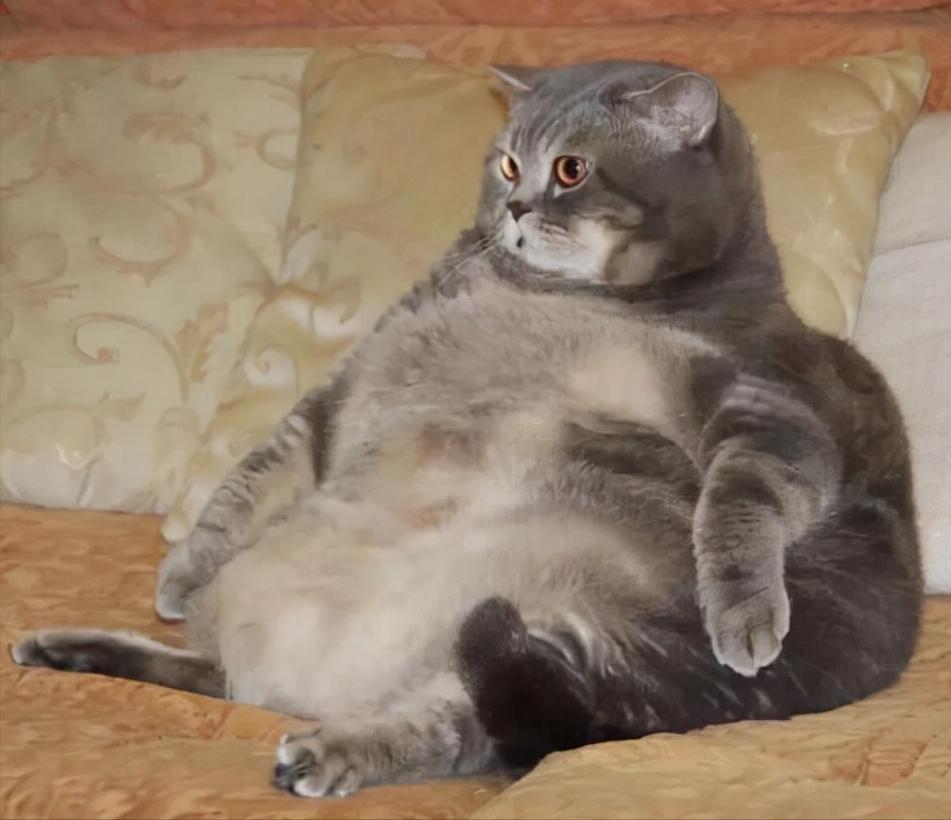 猫猫疾病预判,猫猫什么情况下容易得病