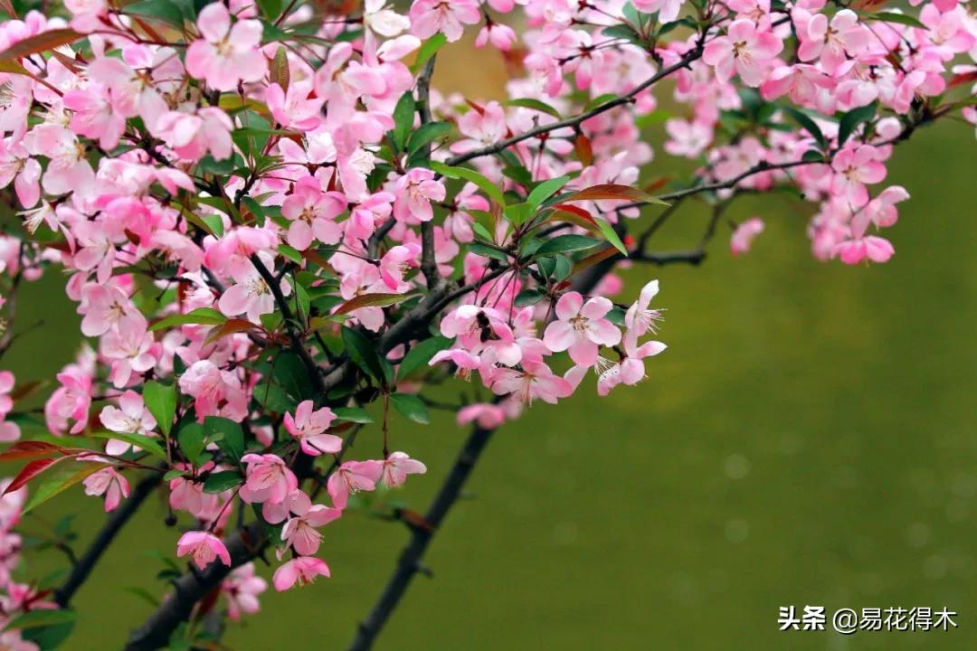 海棠春睡，樱花如雪，两种花卉如何辨识区别？