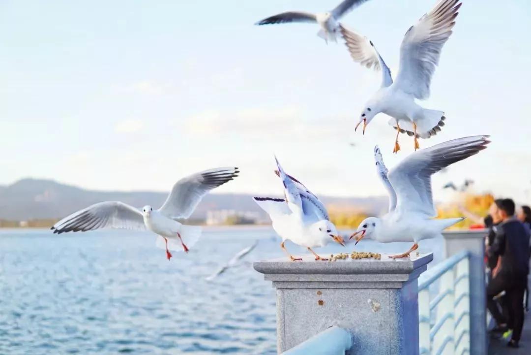 云南淡季旅游线路推荐,云南春季旅行推荐