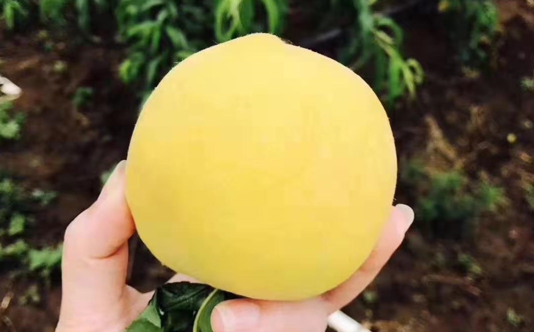 黄桃哪个品种适合做罐头,黄桃做罐头用什么品种好