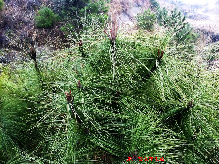 一个叫木头一个叫马尾民谣现场,一个叫木头一个叫马尾有什么含义