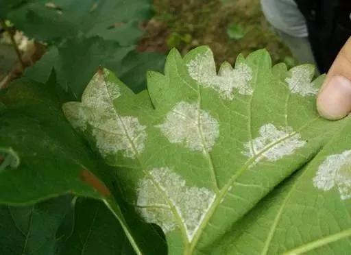 葡萄红蜘蛛病害图片,葡萄病害常用杀菌剂