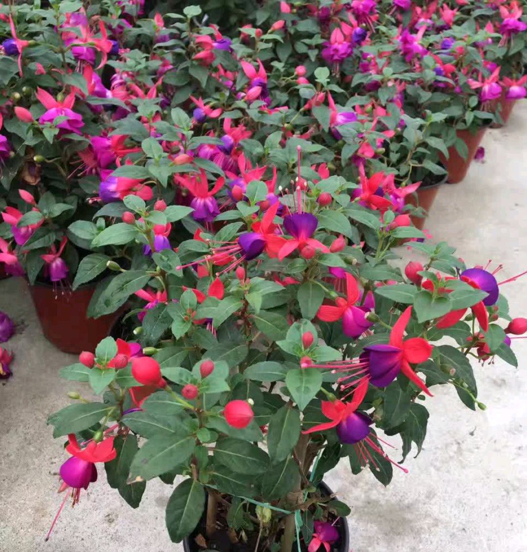 人养花一时养人一生,人养花同时花也养人