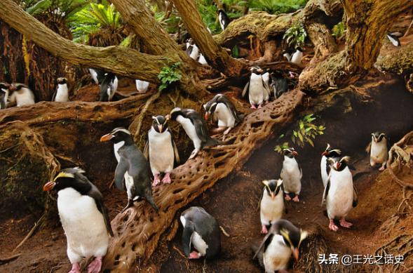 新西兰是地球最后的净土吗,新西兰十大未解之谜