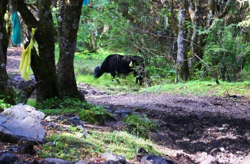 贡嘎山的徒步,贡嘎雪山大环线徒步游记