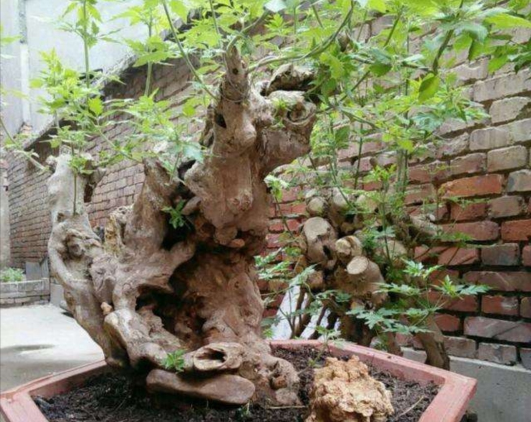 黄荆树桩盆景用什么泥土种植合适,黄荆盆景什么样的好一些