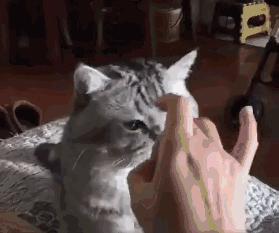 猫抓伤的地方痒,我被猫抓伤了怎么办