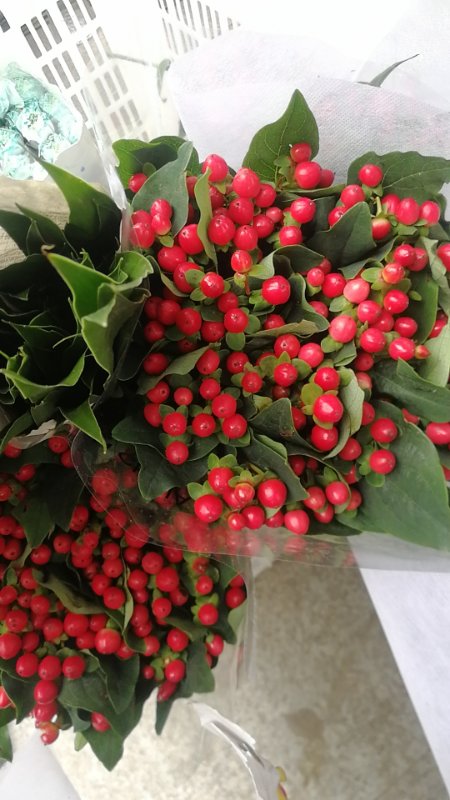 断了线的风筝任他飞,断了线的风筝伤感语录