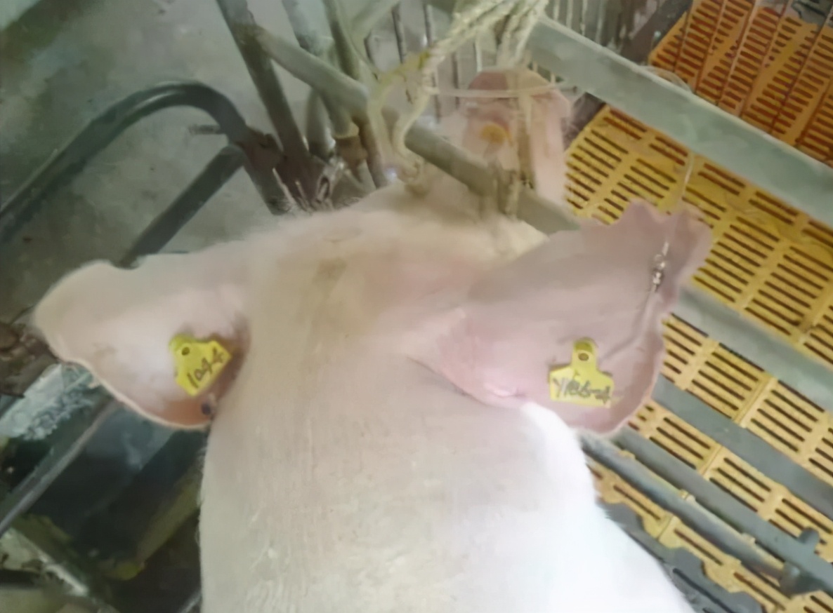 猪打疫苗过敏怎么办,养猪时猪感冒了怎么打针