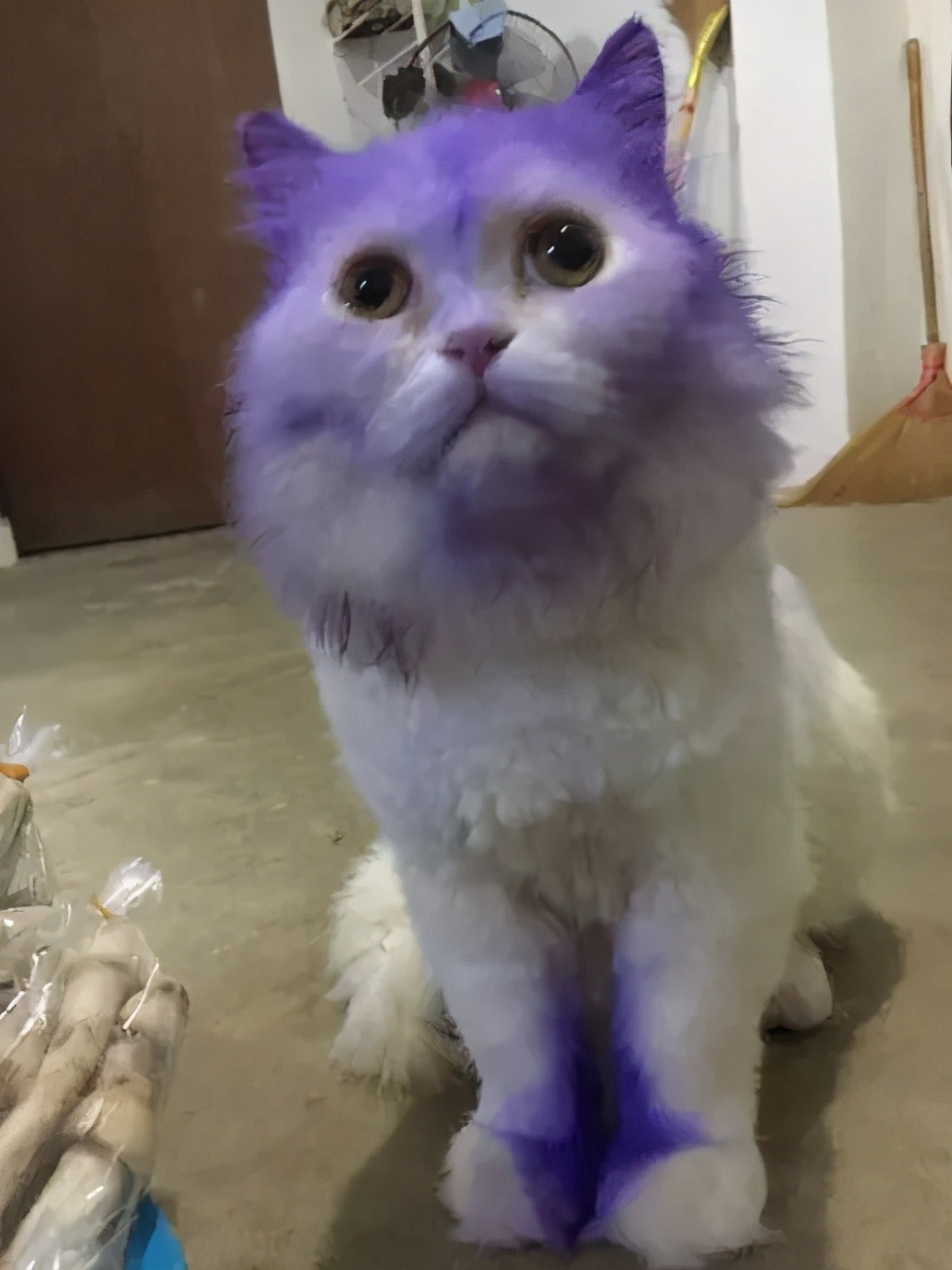 全球罕见足球猫冲上热搜，网友：指定染色！结果......哈哈哈哈