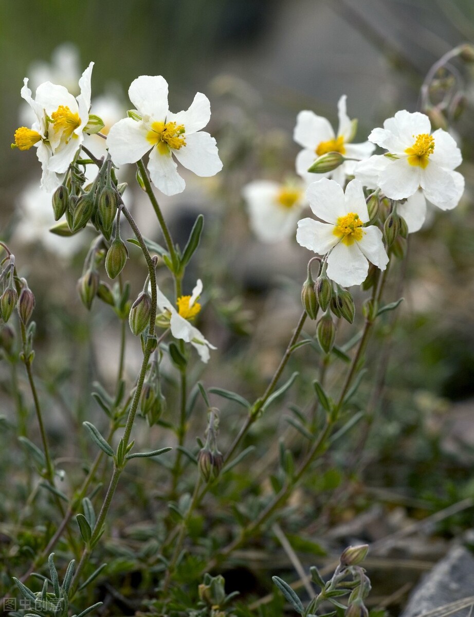 生日鲜花用哪几种花,代表友谊长存和生日快乐花语的花