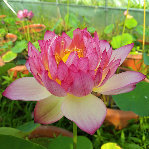 碗莲长得特别长怎么养才能开花,碗莲开花非常的漂亮而且时间长