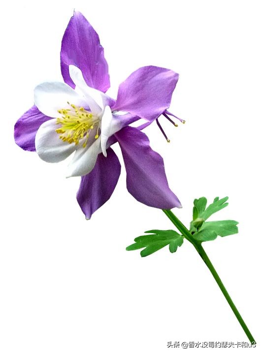 香奈儿米希亚香水好闻吗,香奈儿coco小姐香水浓香测评