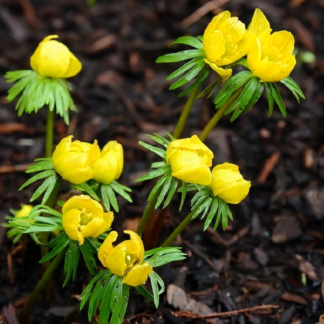 布查德花园的秋冬季,全球最美花园布查特花园