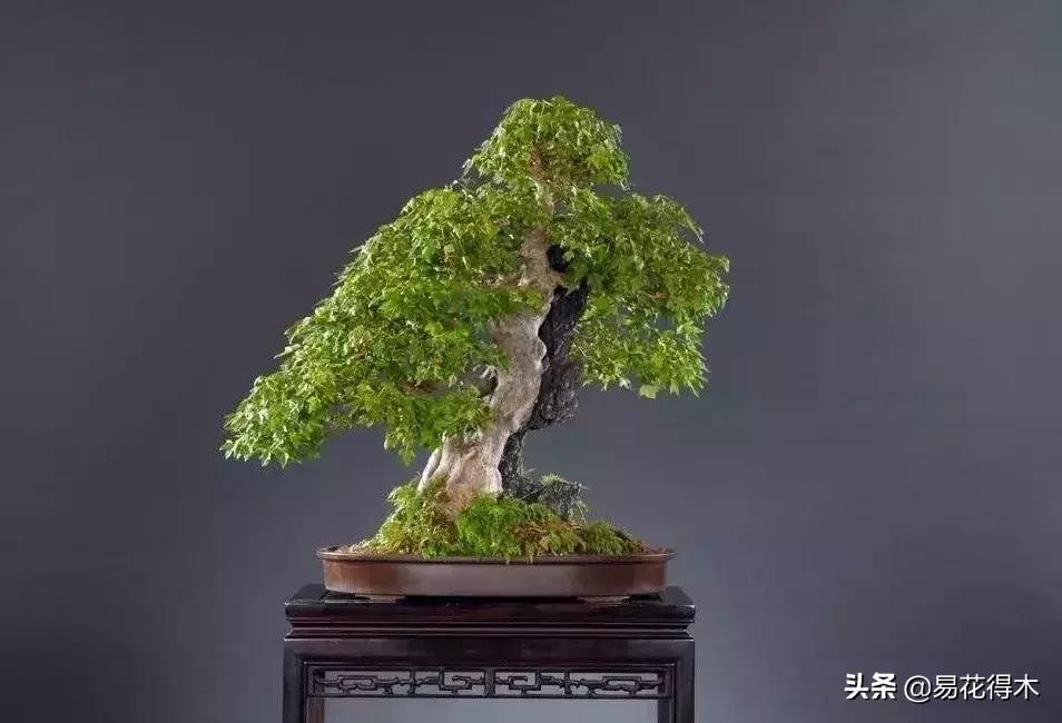 日本红枫和中国红枫有什么区别,日本红枫和中国红枫盆景的区别