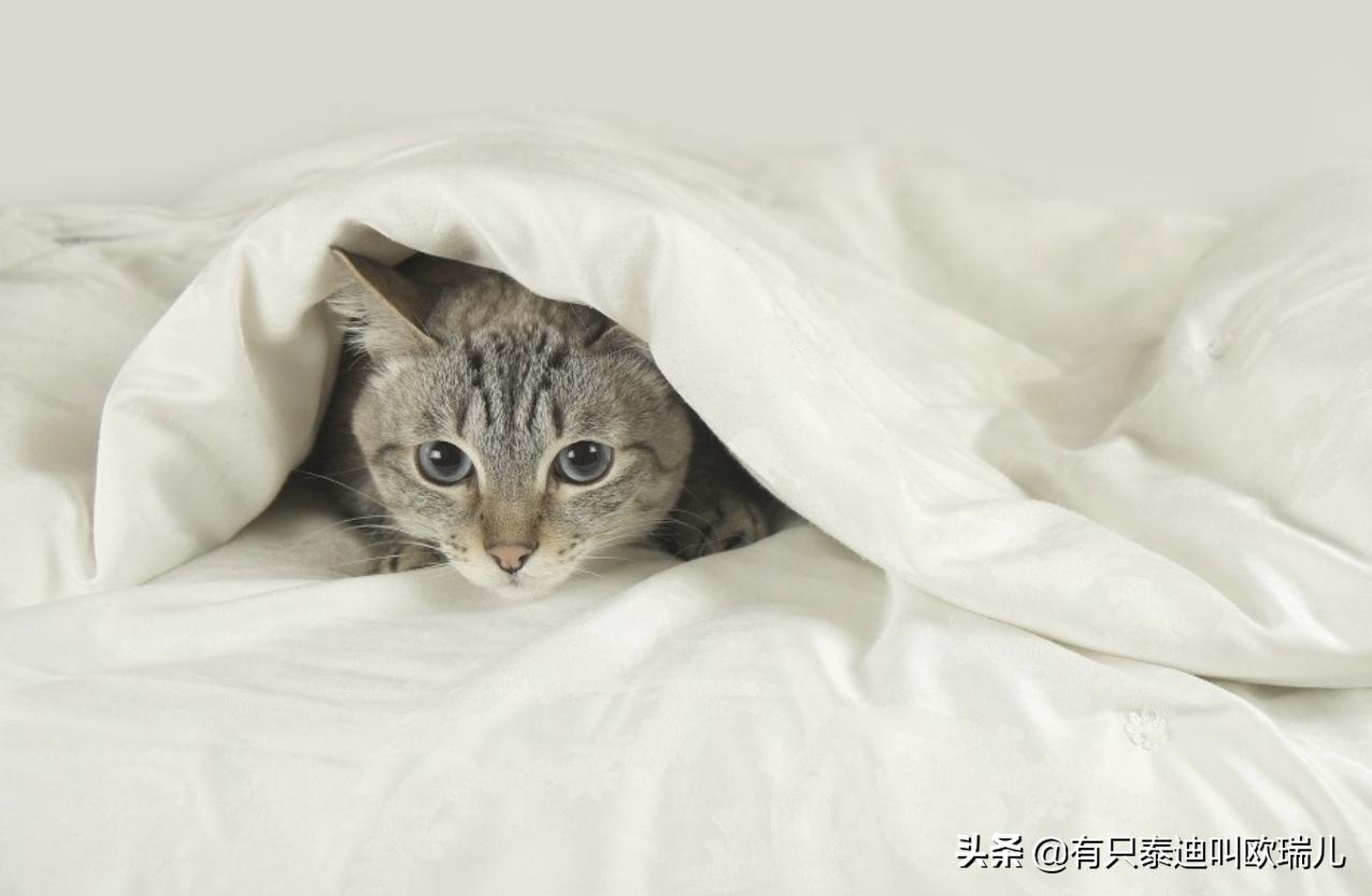 猫咪尿床上了怎么清理被子,猫咪尿床怎么办能教训它吗