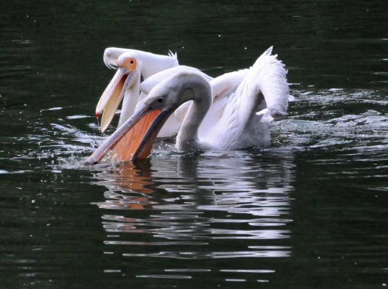 海上大量鹈鹕捕鱼,澳洲鹈鹕捕鱼图片