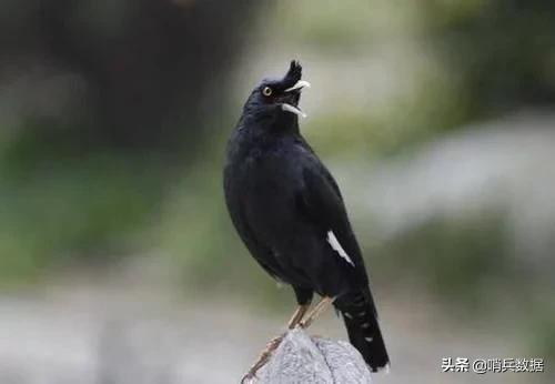 全球十大最小的宠物,全球10大最小宠物小巧可随身携带