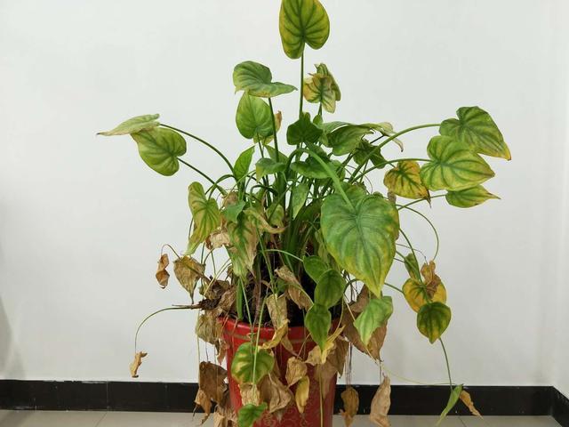 如何救活叶片枯萎多肉植物,滴水观音烂根处理后怎样栽植