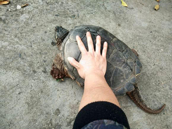 钓了这么多年鱼,有人钓到100多斤的大鳄龟