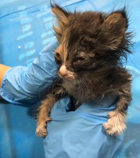 捡到一只流浪猫眼睛烂了怎么办,捡了一只生病的小奶猫