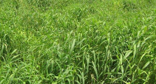 玫瑰草精油玫瑰味,有玫瑰香气的草