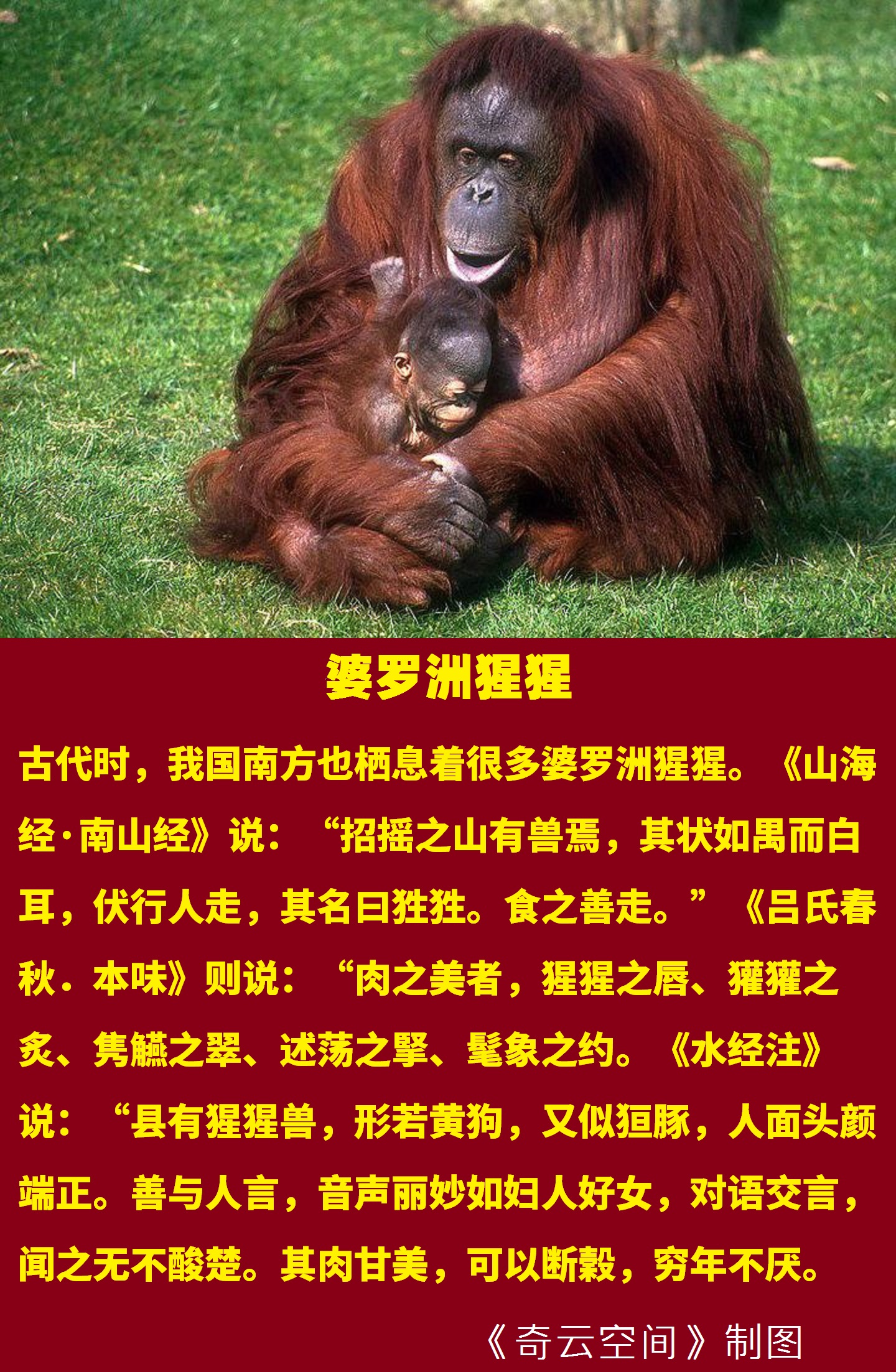 动物大猩猩深度解析,人科动物图谱