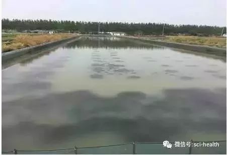 河蟹养殖青苔药杀藻类几天见效,八月河蟹池塘长青苔用什么办法