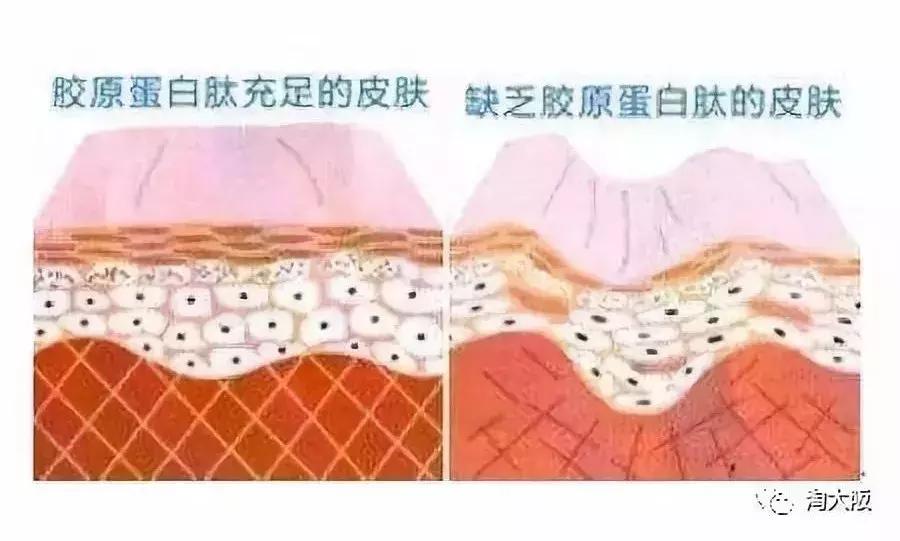 资生堂胶原蛋白肽饮品,资生堂胶原蛋白弹力精华