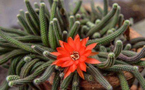 100种适合室内养的植物盆栽,10种适合室内摆放的花卉盆栽推荐