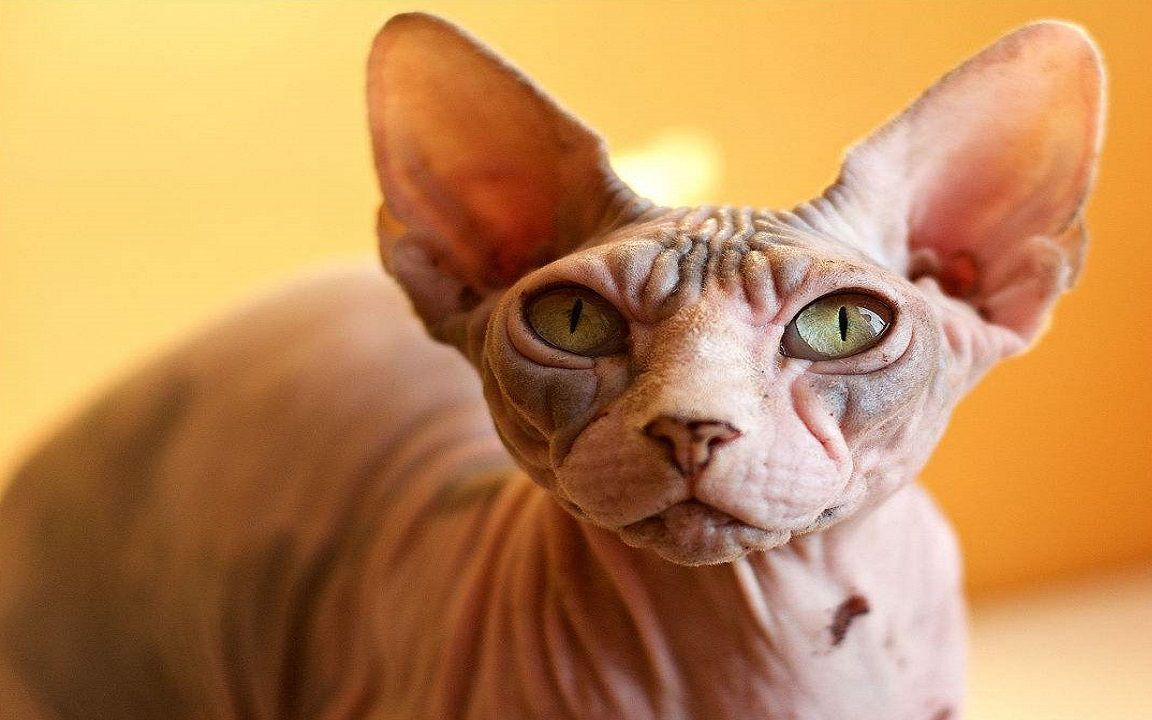 斯芬克斯无毛猫真实来历,全网最好看的斯芬克斯无毛猫