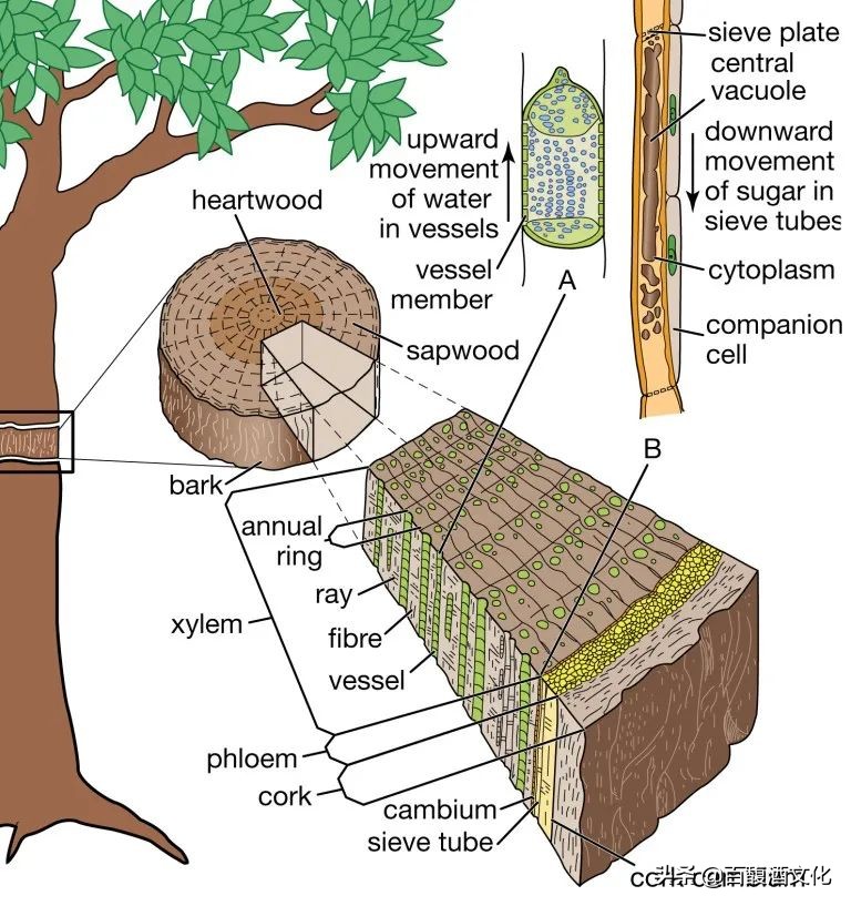 橡木桶从什么时期开始用的,橡木桶的历史