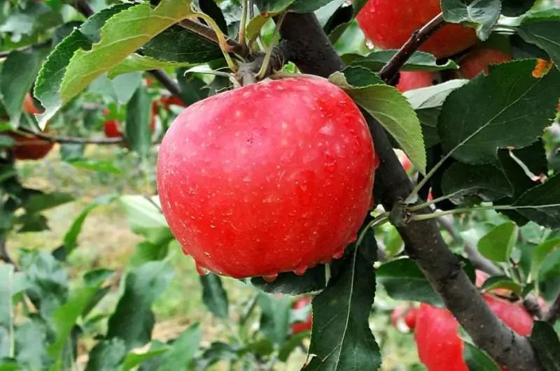 全国各地最全特产,全新疆特产