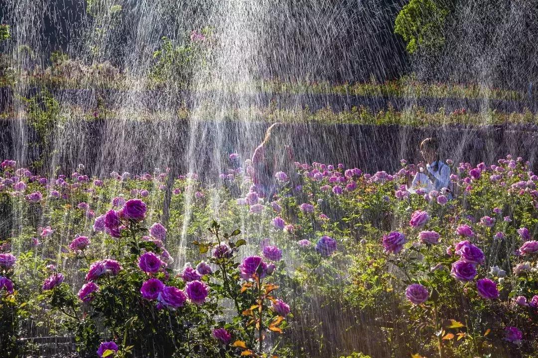 凉山州哪里可以赏花,西昌赏花攻略