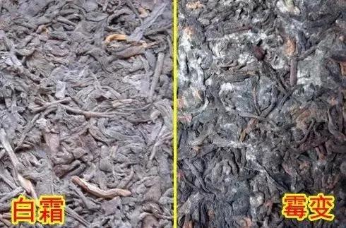 如何区别发霉茶毫与白霜,发霉茶和白霜茶区别是什么