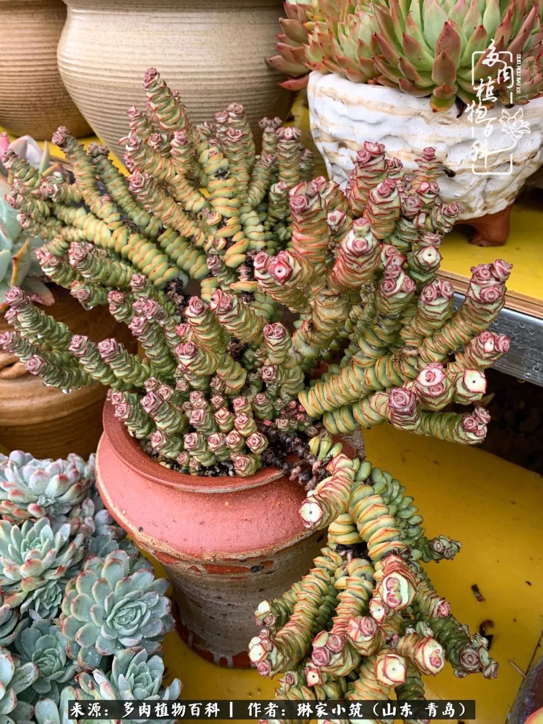 多肉冬季搬进屋里前需要浇水么,多肉过冬