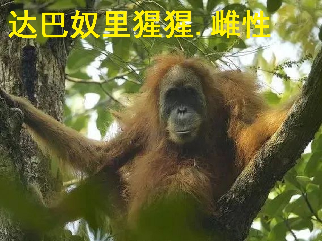 动物大猩猩深度解析,人科动物图谱