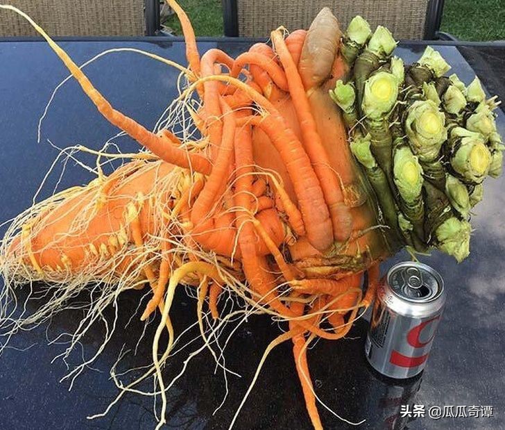 恶魔果实水果性能,恶魔果实图鉴108种属性