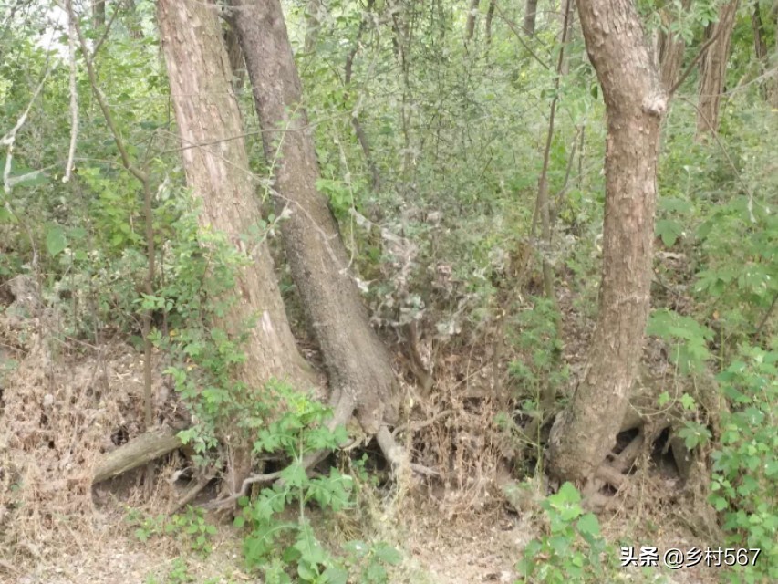 神奇古树奇观,神奇古树