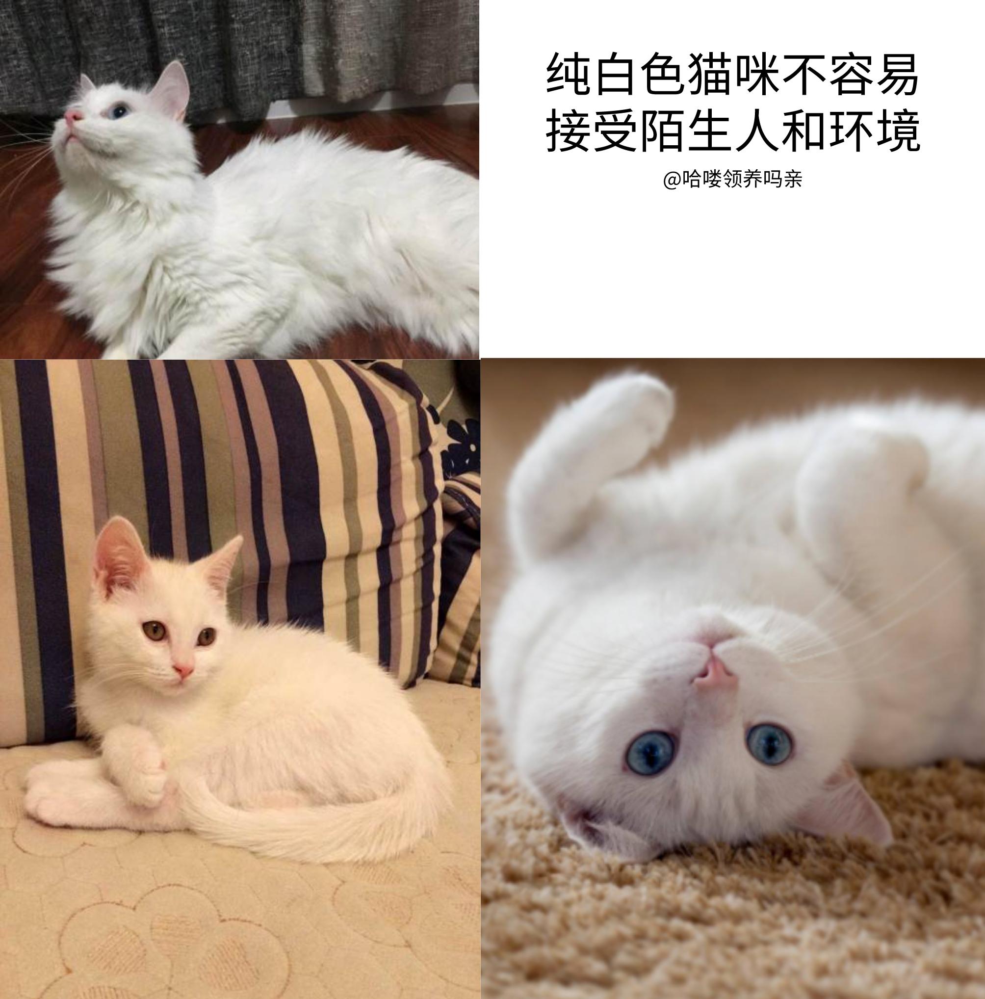 英短猫的颜色就能看出猫的性格,猫咪不同颜色猫爪分辨猫咪的性格