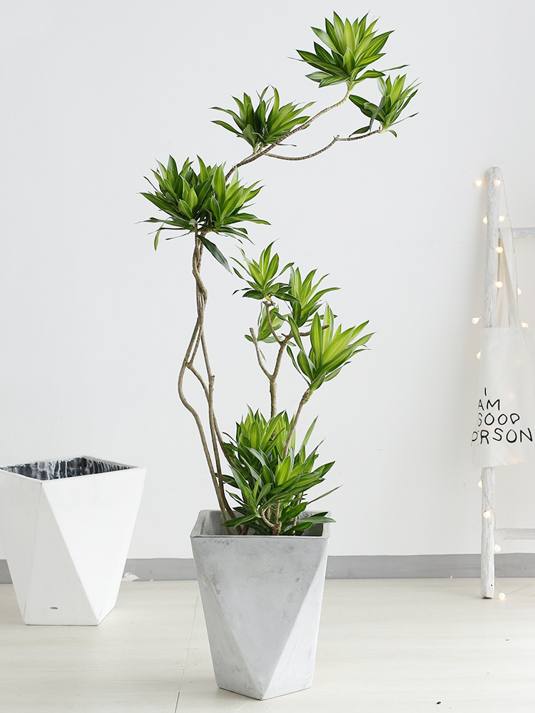 适合阳光暴晒的观叶绿植,适合室内养的高端观叶绿植