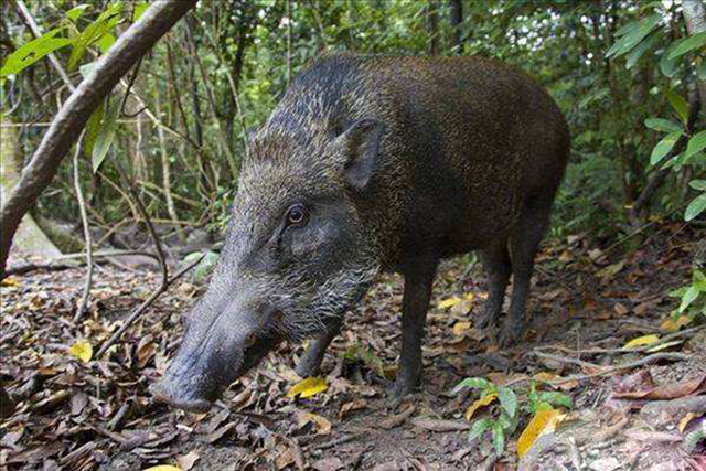农村野猪有什么办法让它消失,山上野猪泛滥的方法