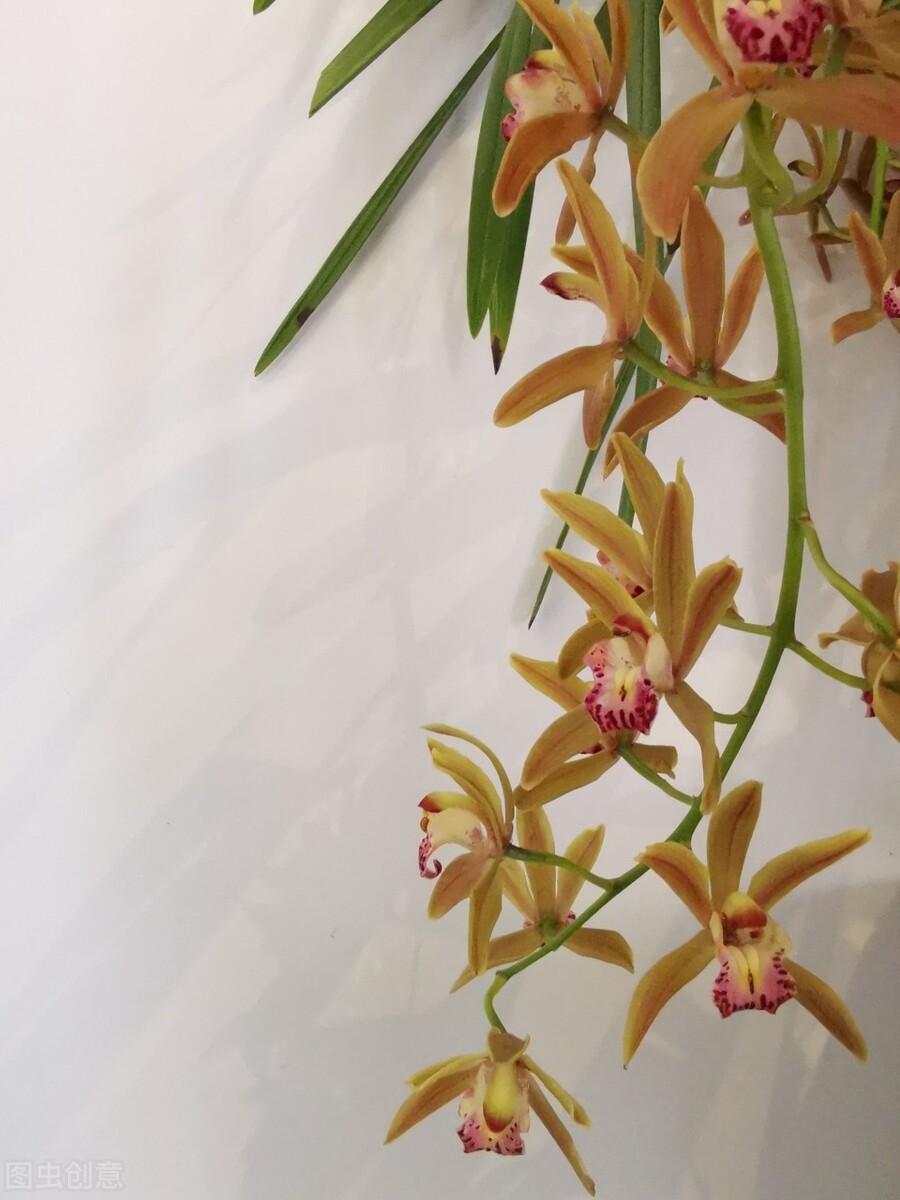 兰花的花苞怎么养才会长大,兰花出花苞怎样养