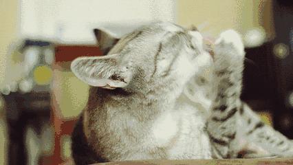 如果舔猫一口猫会怎样,猫猫能舔到全身吗