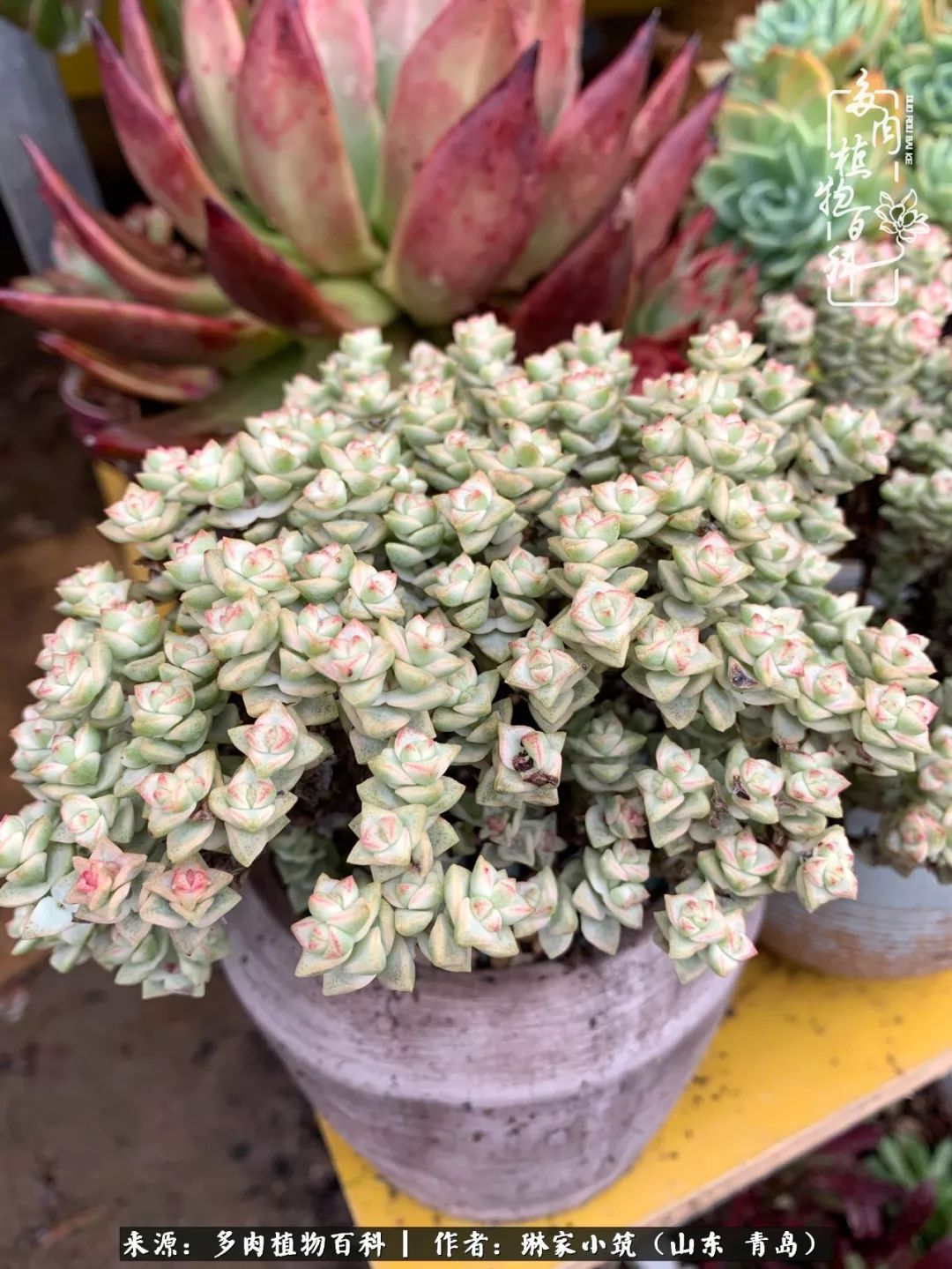 多肉冬季搬进屋里前需要浇水么,多肉过冬