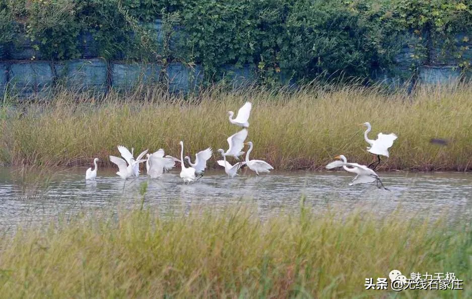澶х編鏃犳瀬楂樻竻鐩存挱,澶х編鏃犳瀬