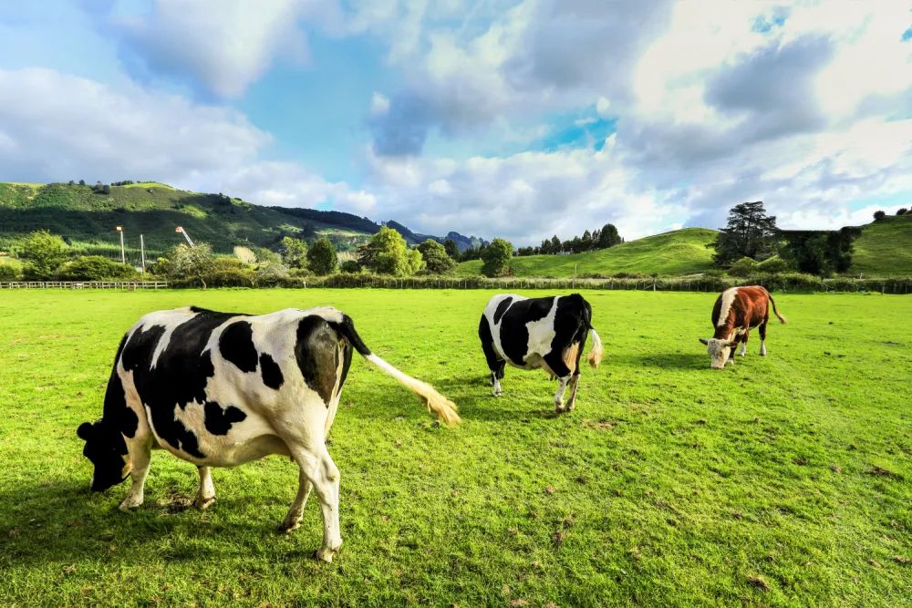 叶檀资产最新消息,叶檀在中国地位