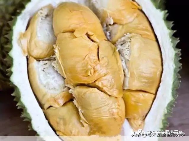 马来西亚榴莲品种大全,马来西亚d14榴莲是什么品种